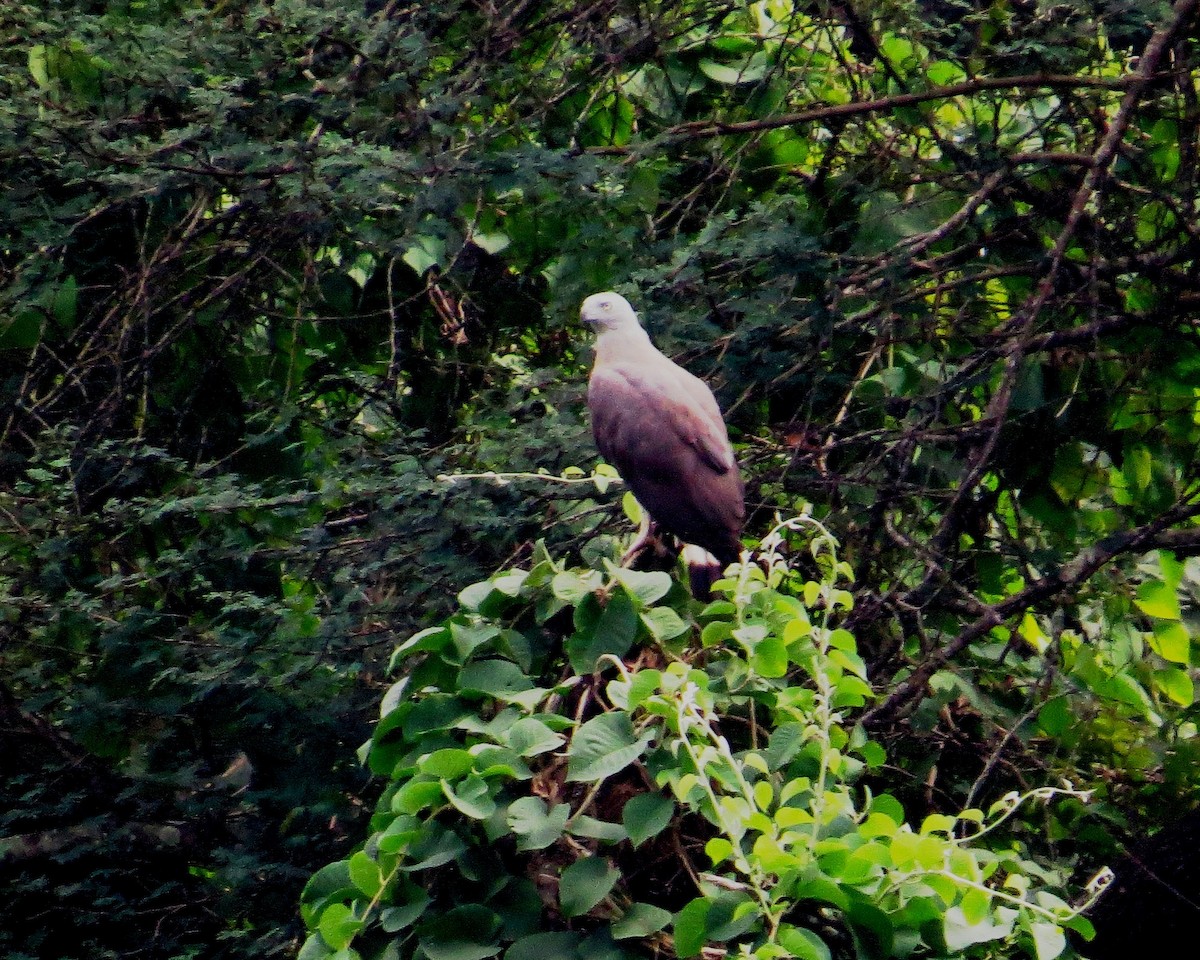 Gray-headed Fish-Eagle - ML76608651