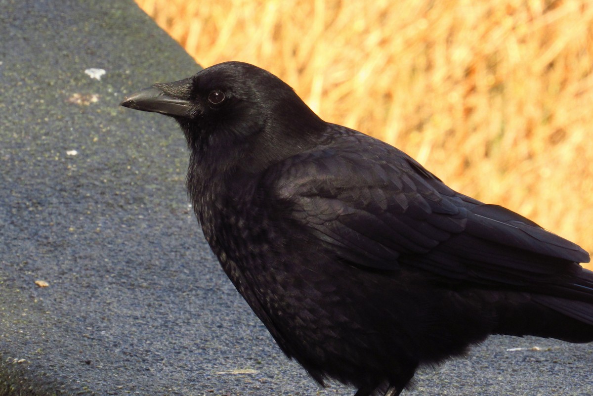 American Crow - ML76608951