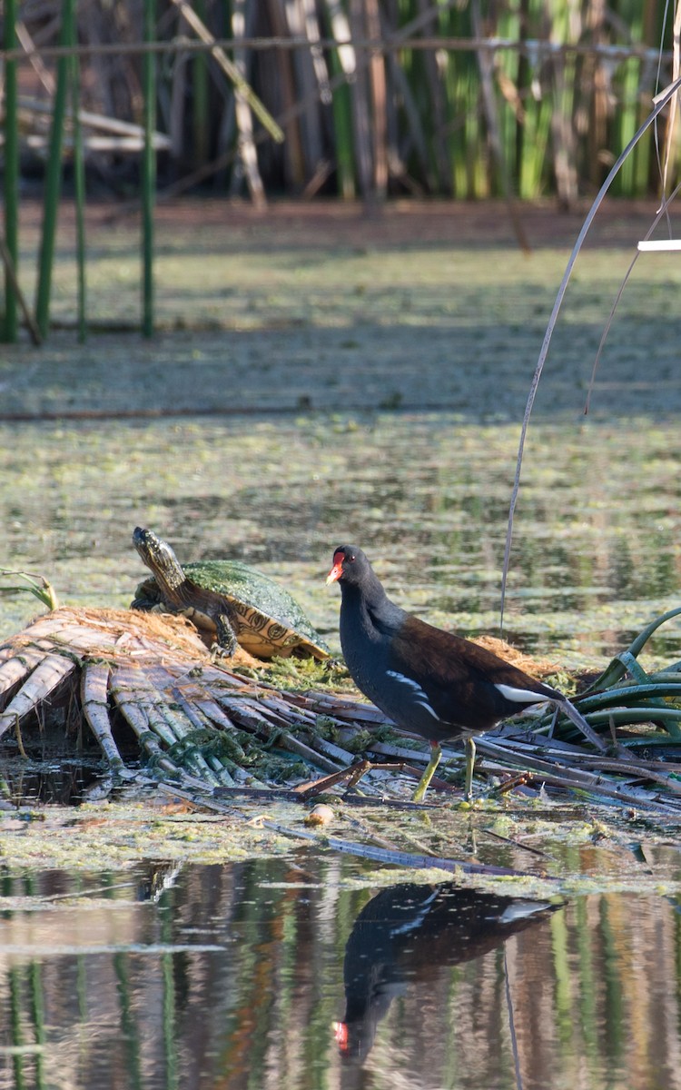 Common Gallinule - ML76610851