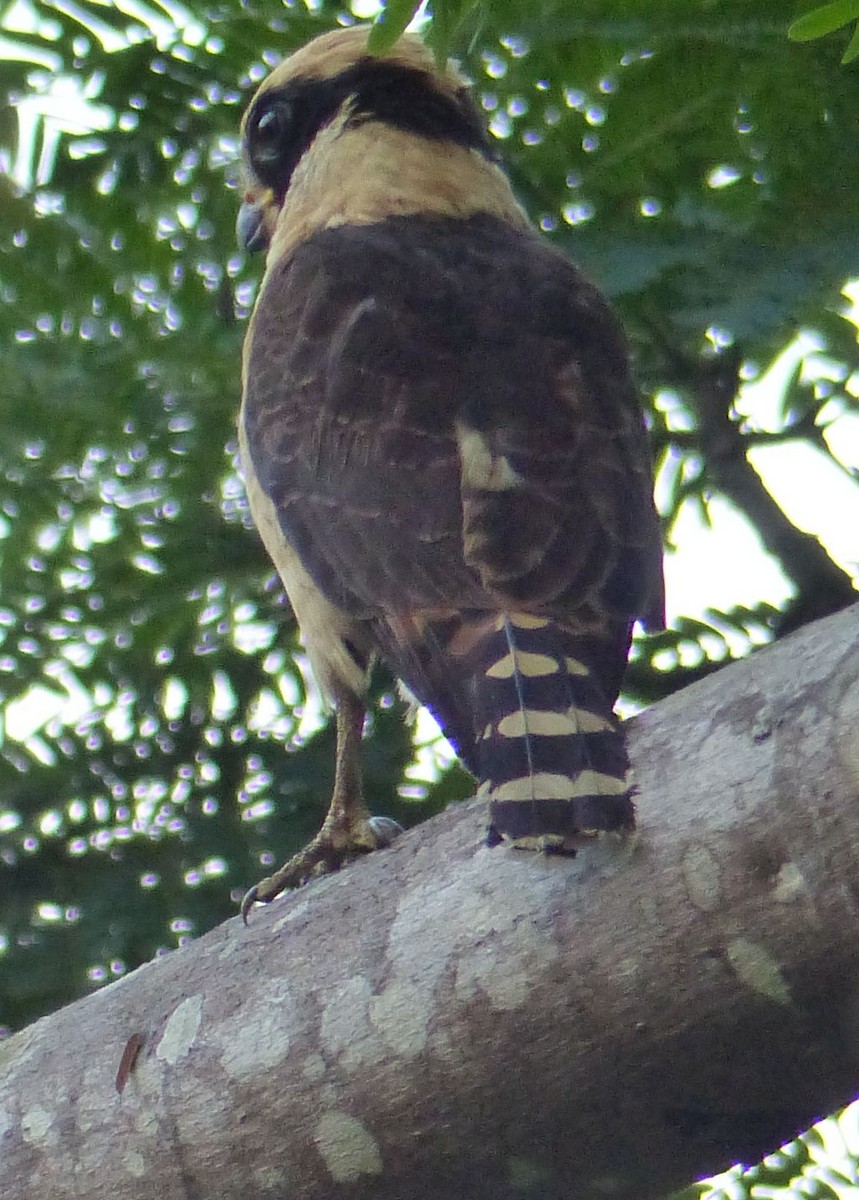 Laughing Falcon - ML76610891