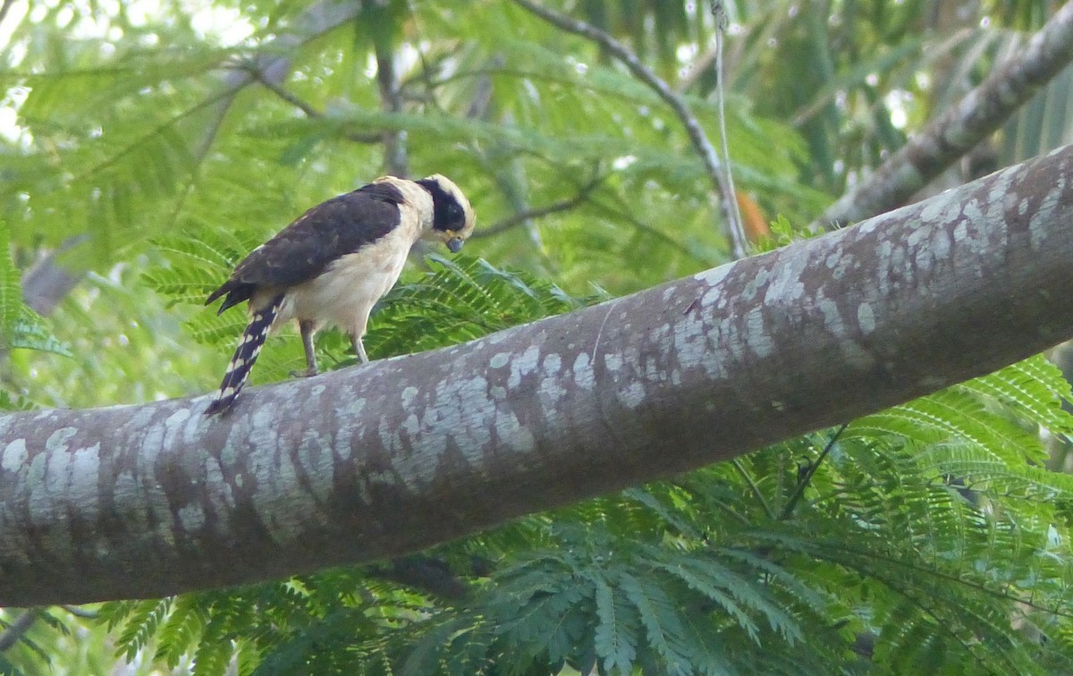 Laughing Falcon - ML76610901