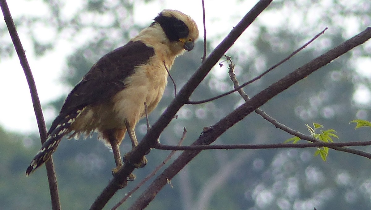 Laughing Falcon - ML76610911