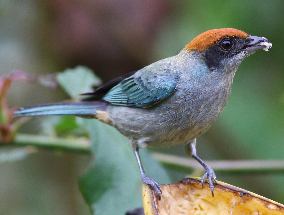 Scrub Tanager - ML76611141