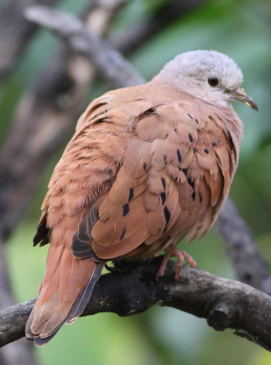 Ruddy Ground Dove - ML76611441