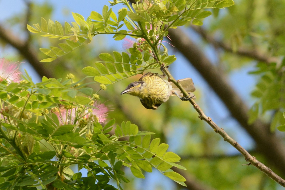 Varied Honeyeater - Cathy Pasterczyk