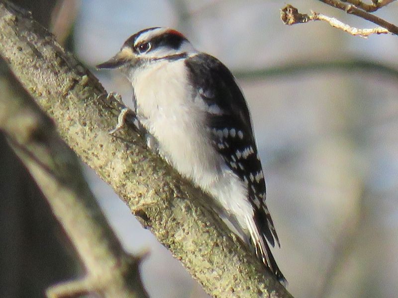 Downy Woodpecker - ML76613481