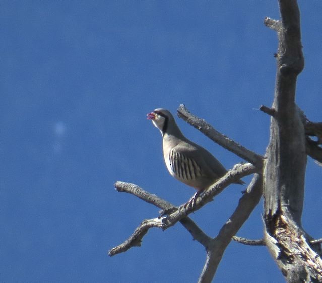 Chukar - ML76614811