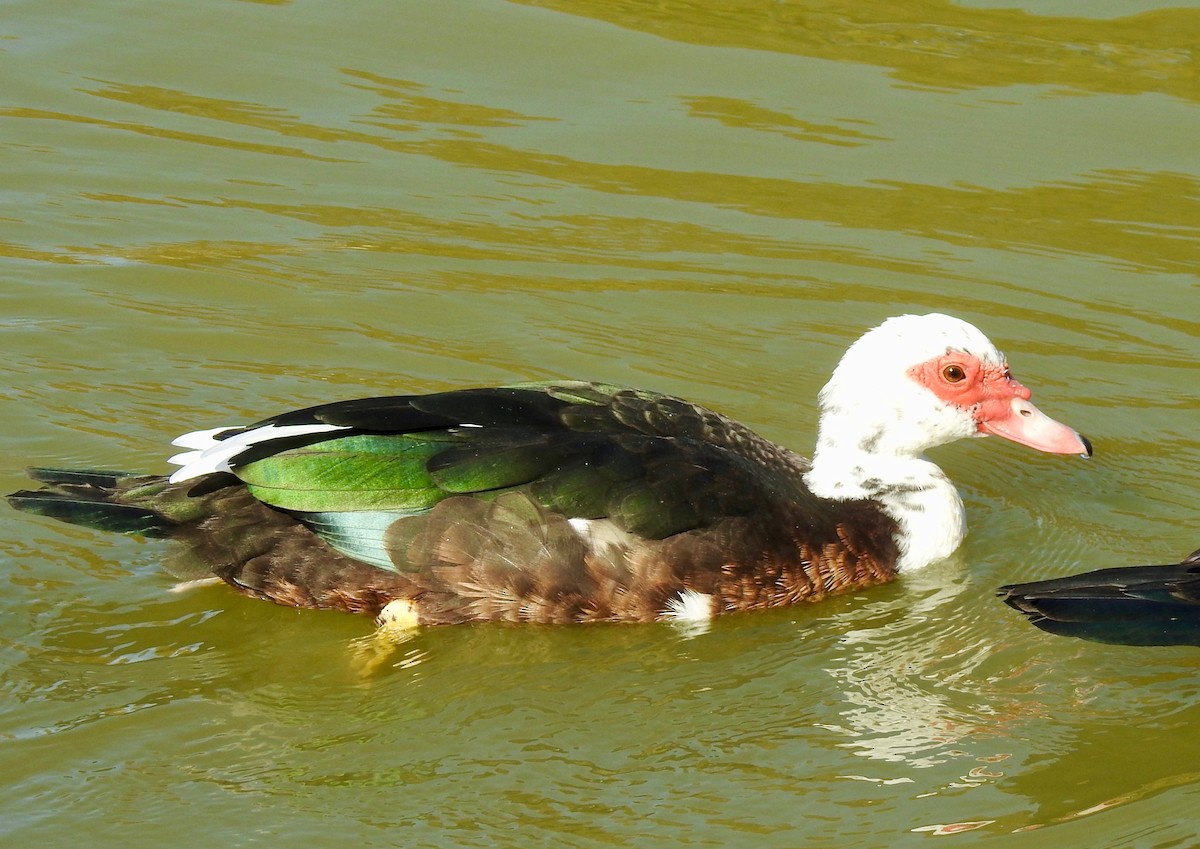 Muscovy Duck (Domestic type) - ML76615061