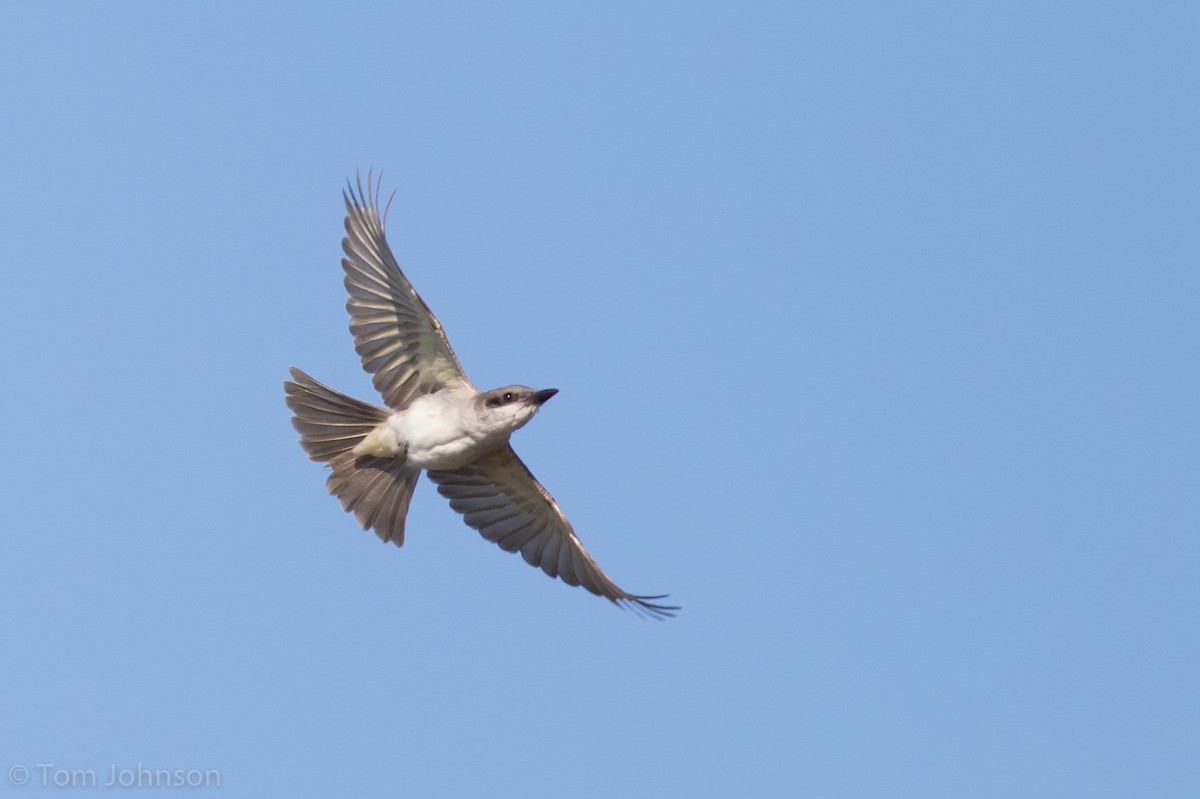 Gray Kingbird - Tom Johnson