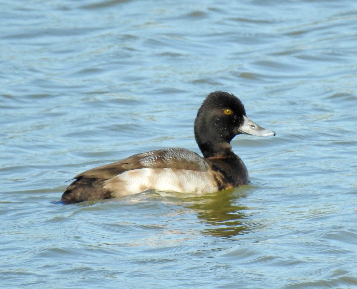 Lesser Scaup - Van Remsen