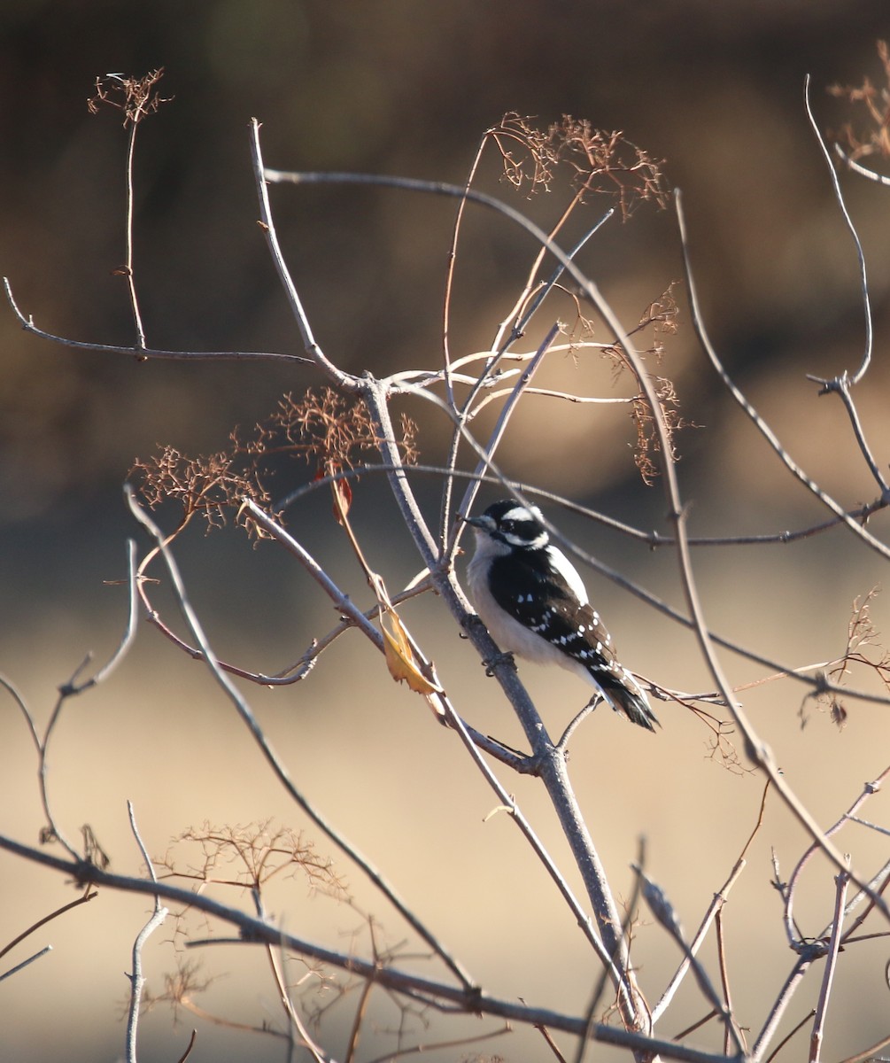 Downy Woodpecker - ML76616971