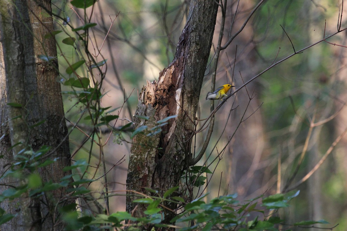 Prothonotary Warbler - Darlene Emers