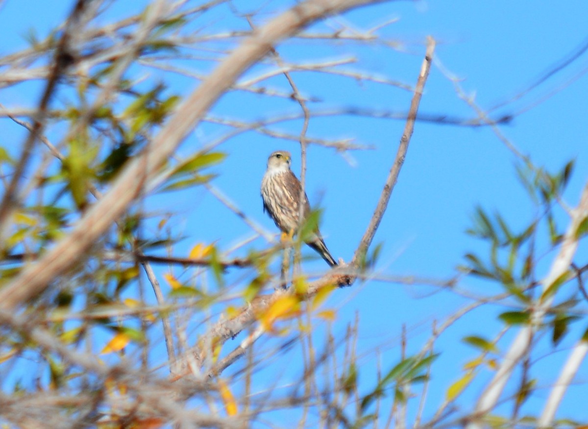 Merlin (Prairie) - ML76618301