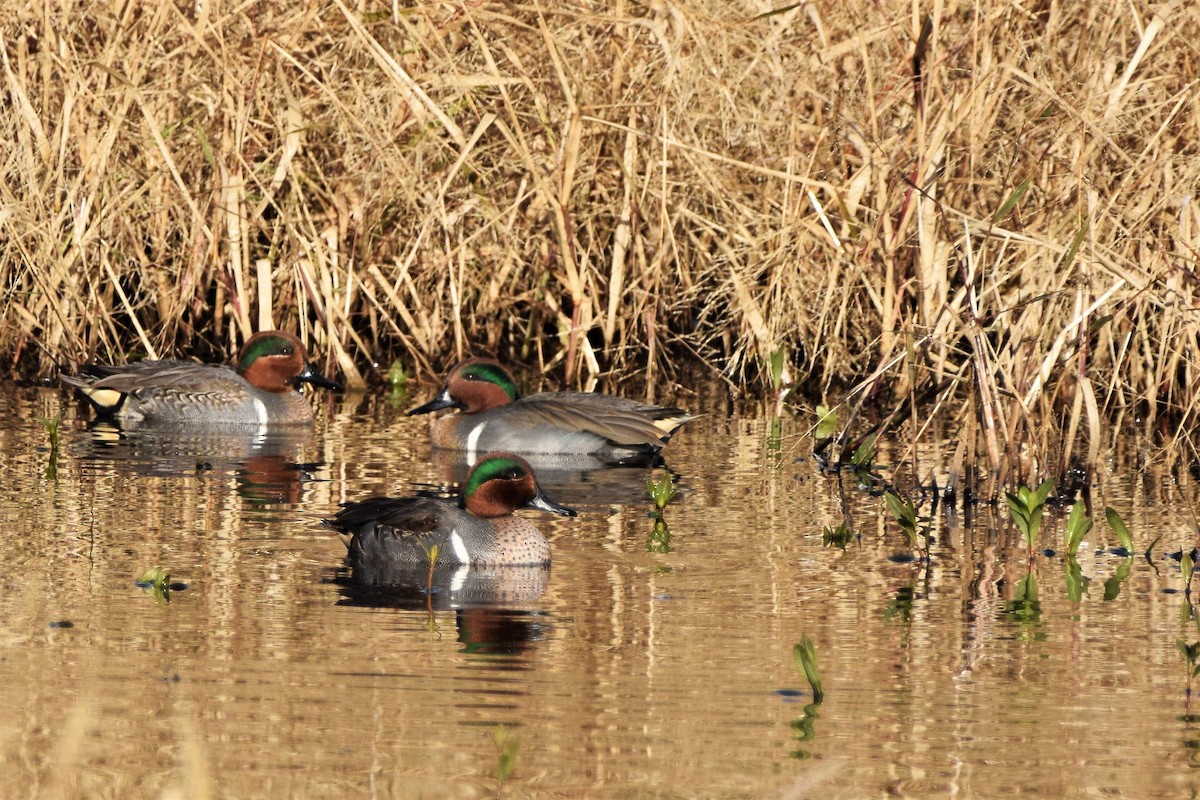 Green-winged Teal - ML76618881