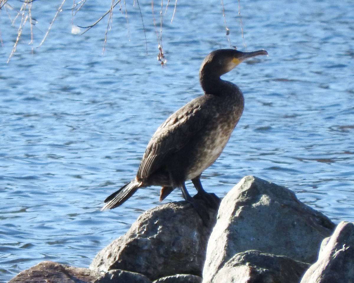 Great Cormorant - ML76619911