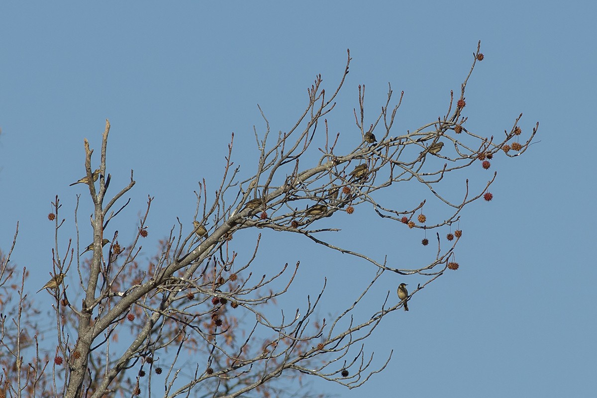American Pipit - ML76621491