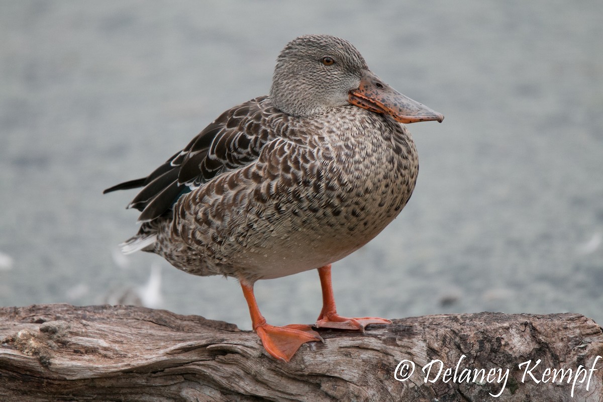 Northern Shoveler - ML76621731