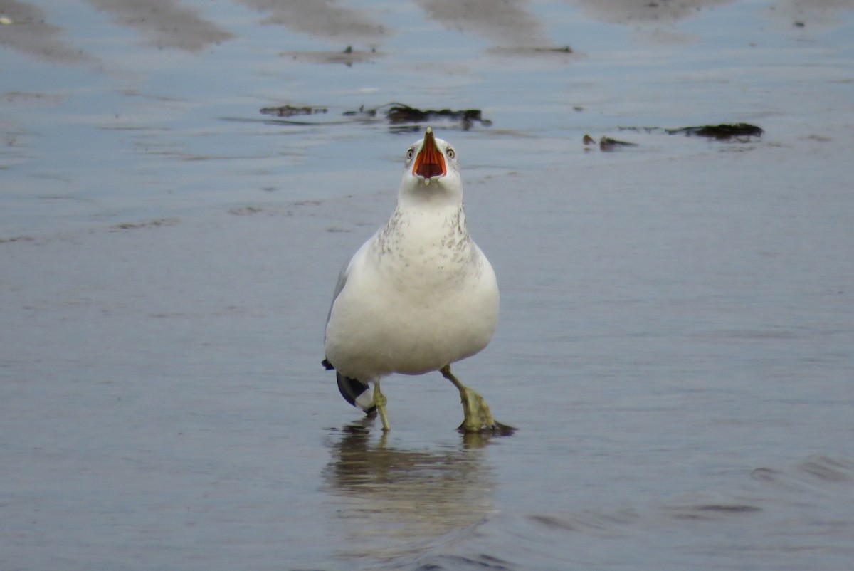 Ring-billed Gull - ML76621811