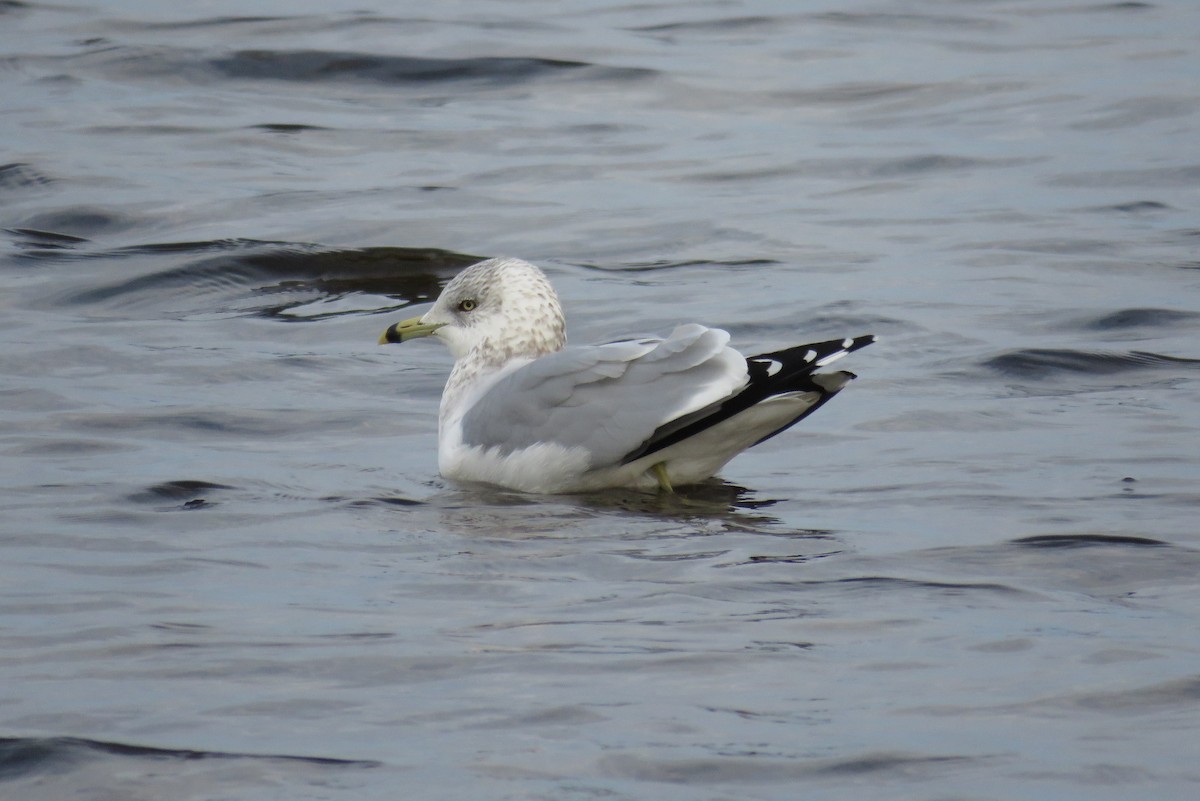 Ring-billed Gull - ML76621831