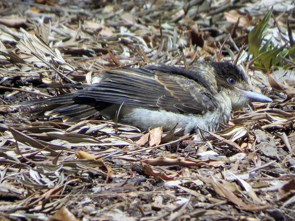 Gray Butcherbird - ML76621861