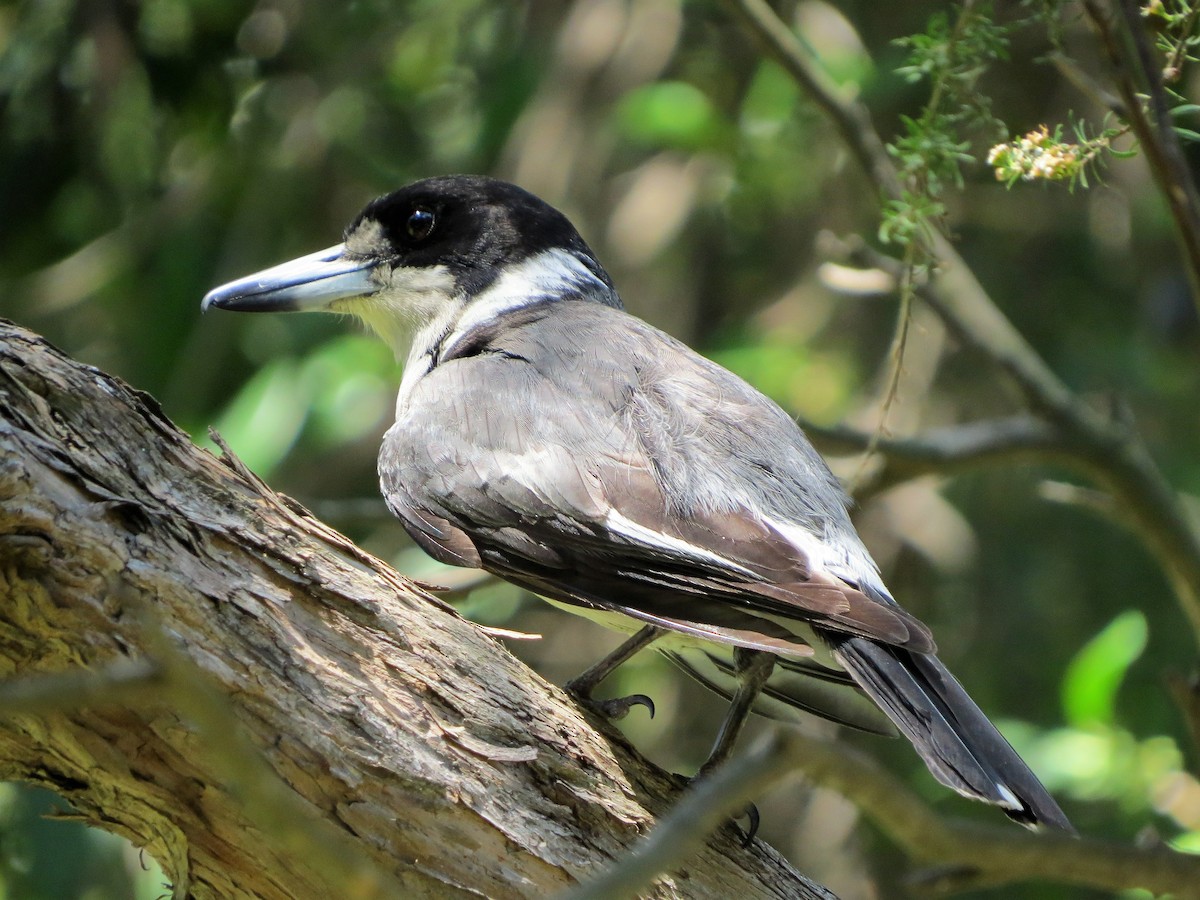 Gray Butcherbird - ML76621911