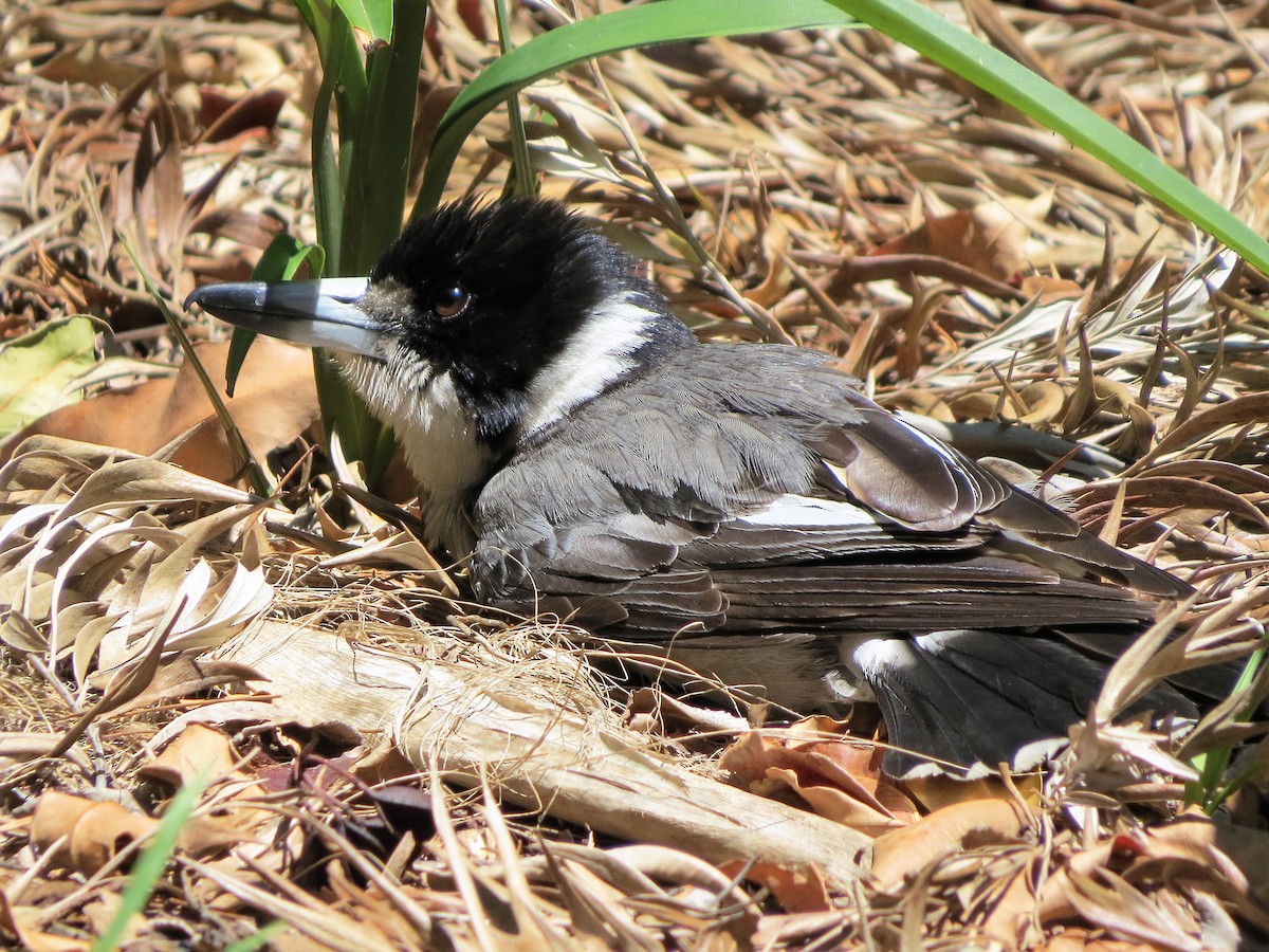 Gray Butcherbird - ML76621981