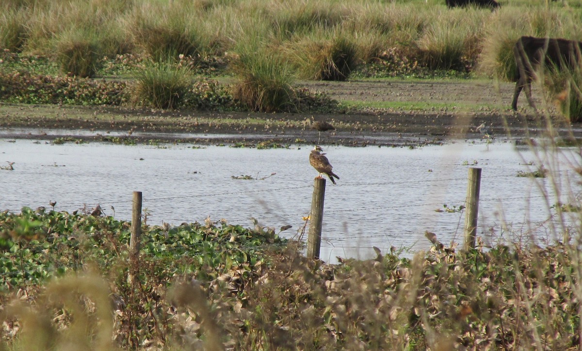 Snail Kite - ML76623141