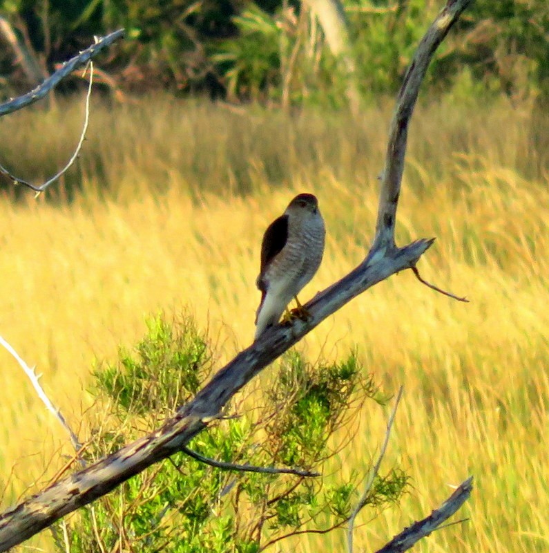 Sharp-shinned Hawk - ML76624671