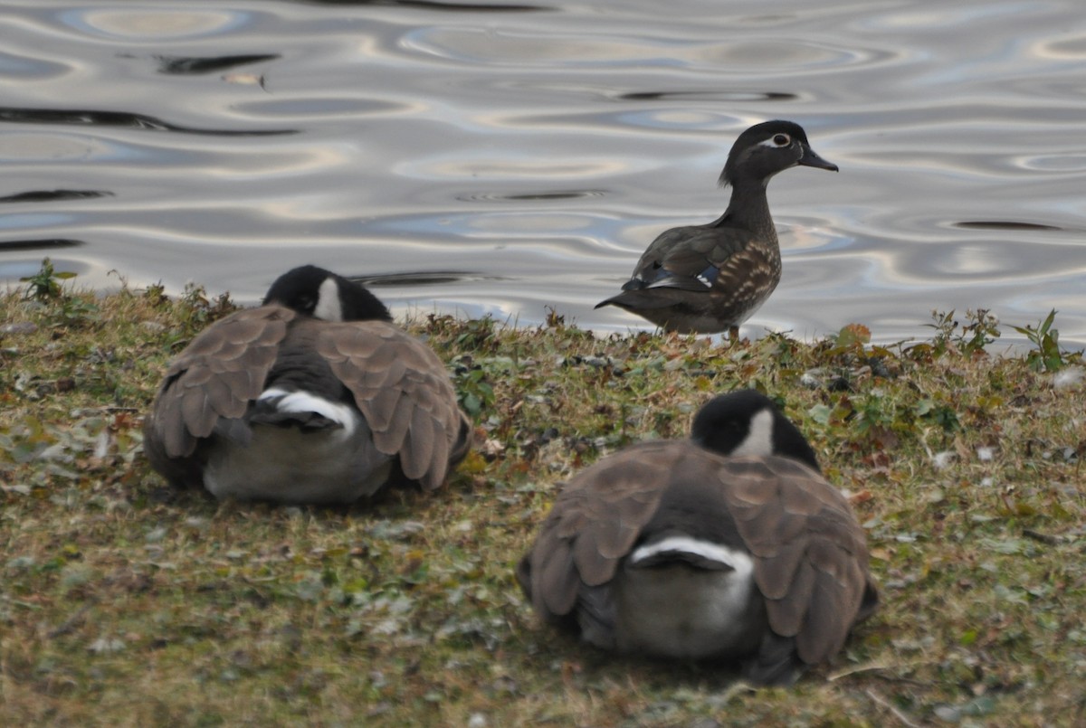 Wood Duck - ML76625651