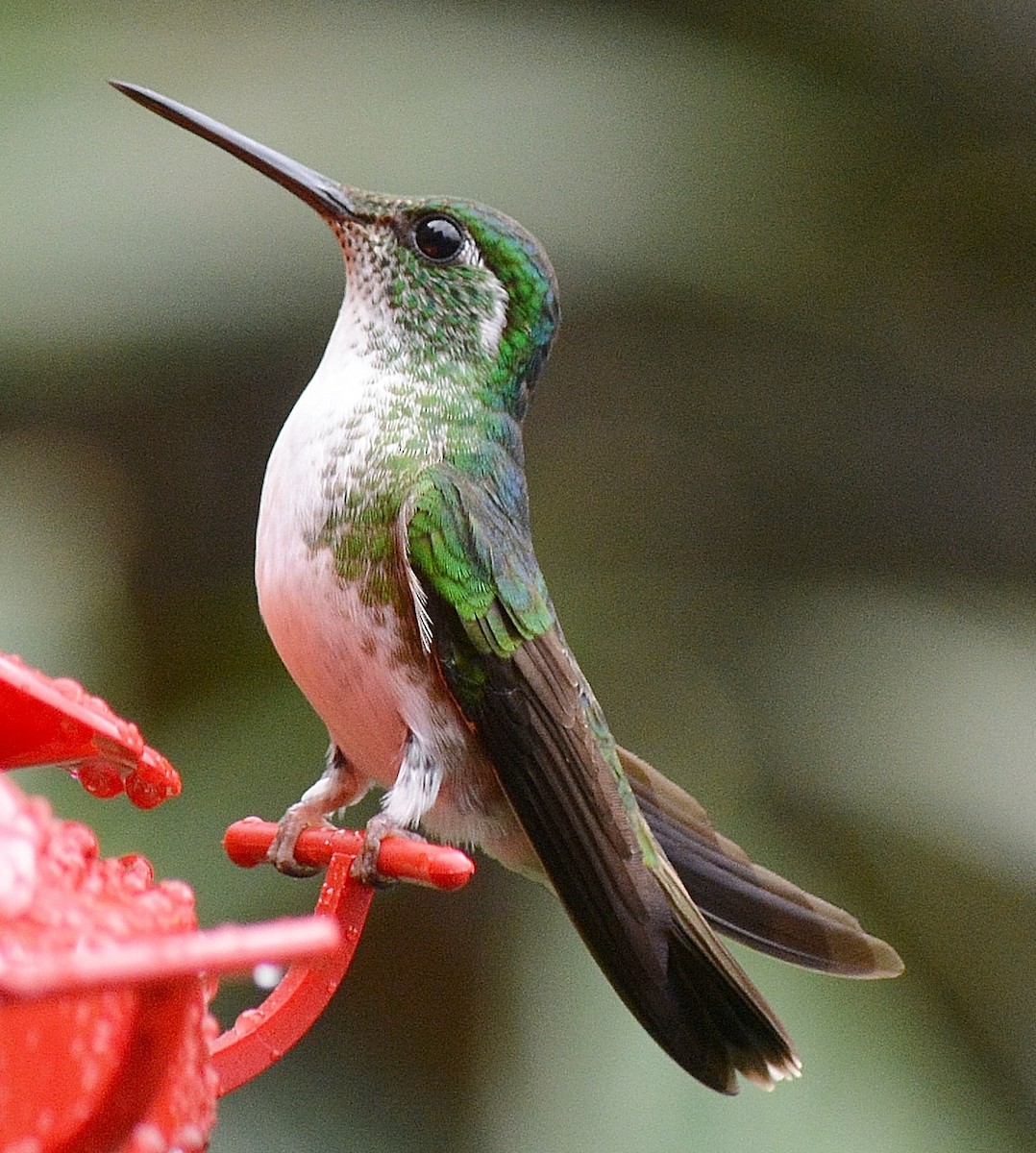 White-bellied Mountain-gem - Robert Norton