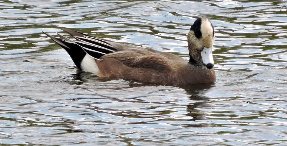 American Wigeon - alice horst