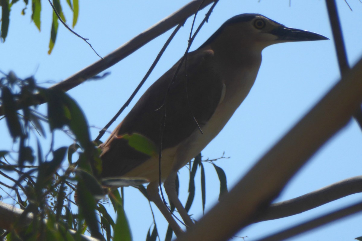 Nankeen Night Heron - ML76628351