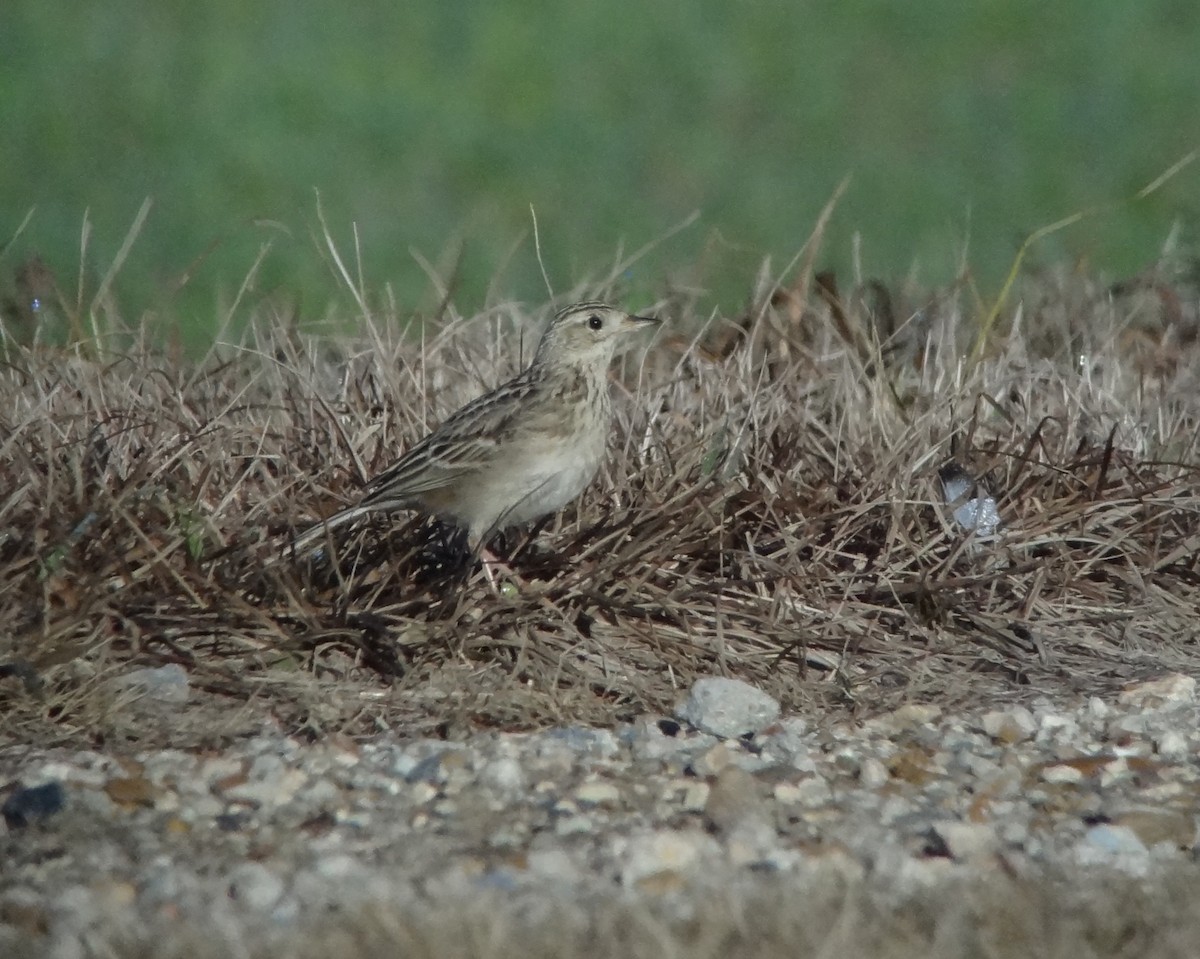 Sprague's Pipit - ML76629241