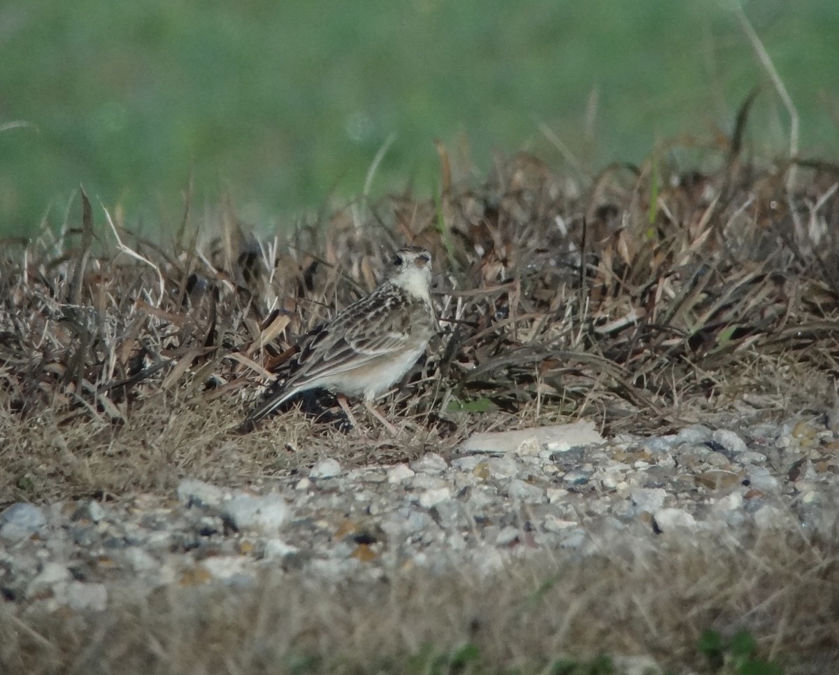 Sprague's Pipit - ML76629341