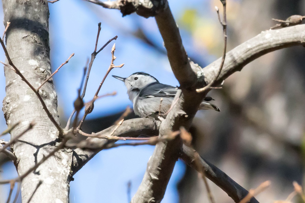 White-breasted Nuthatch (Pacific) - ML76629561