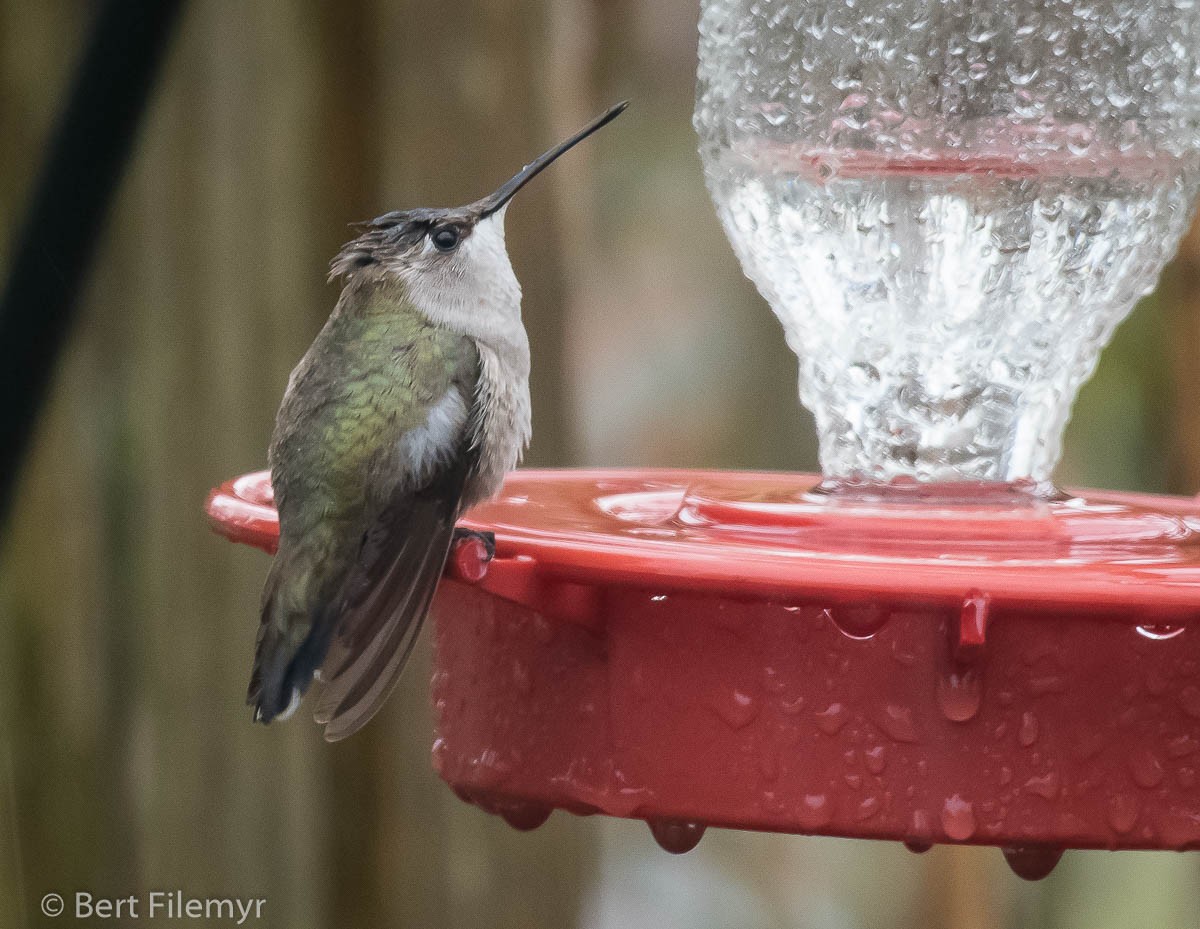 Black-chinned Hummingbird - Bert Filemyr