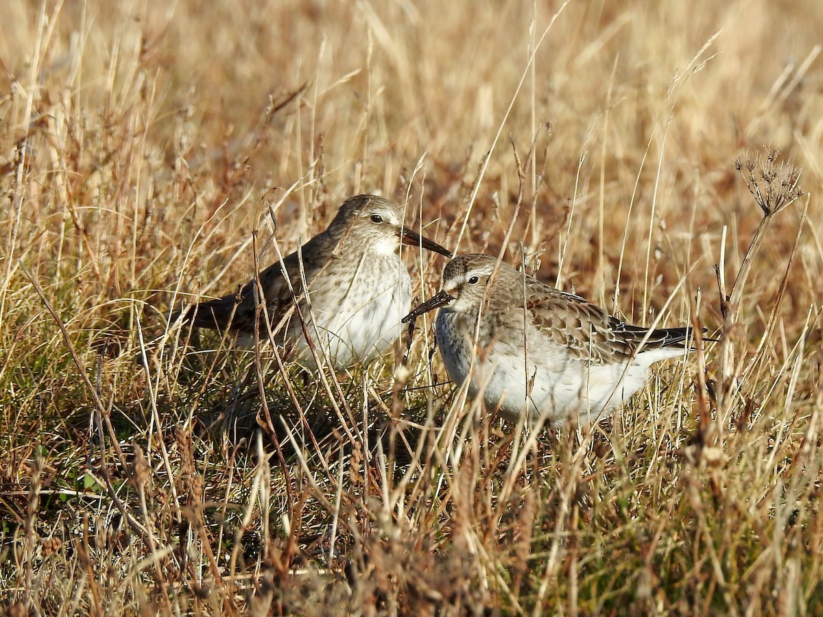 White-rumped Sandpiper - ML76631291