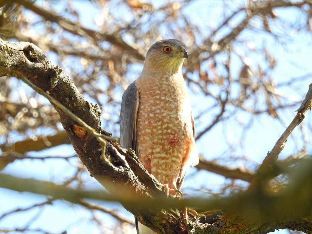 Cooper's Hawk - Mary Rumple