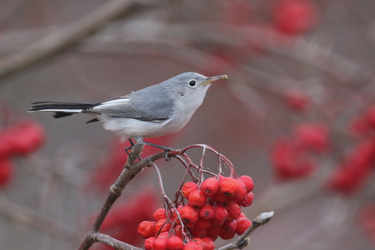 Blue-gray Gnatcatcher - ML76633791