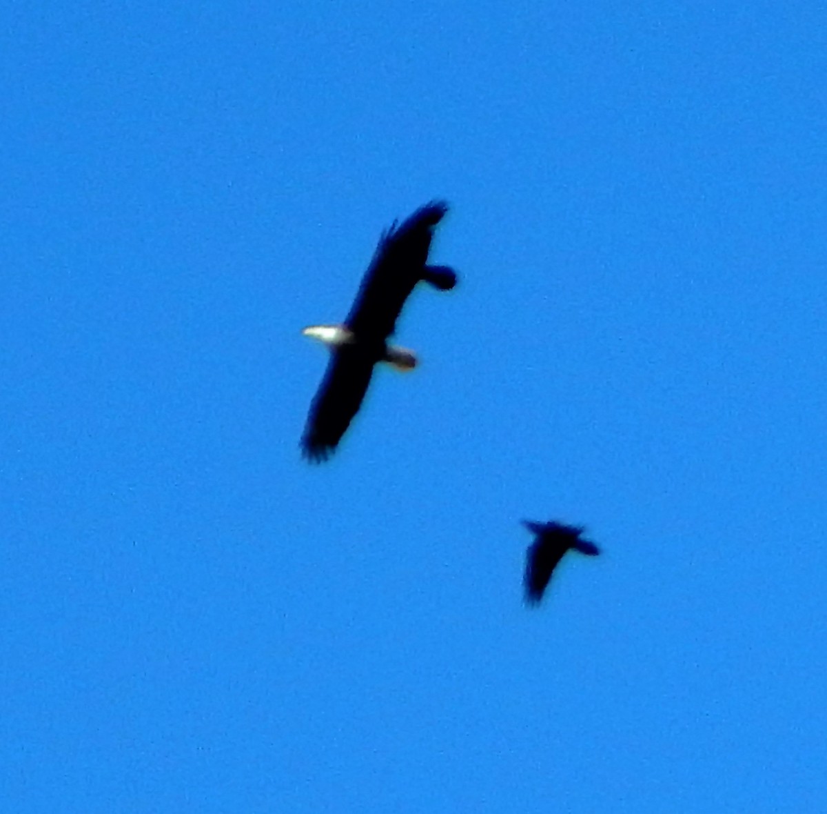 Bald Eagle - ML76635391