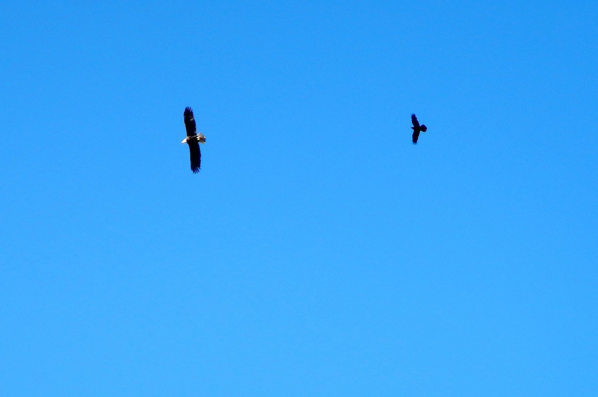 Bald Eagle - ML76635401