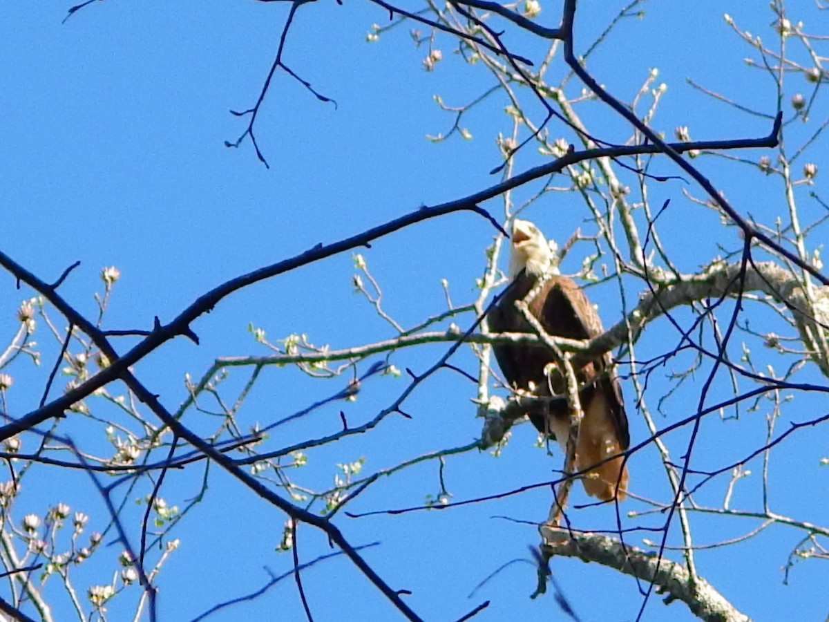 Bald Eagle - ML76635411