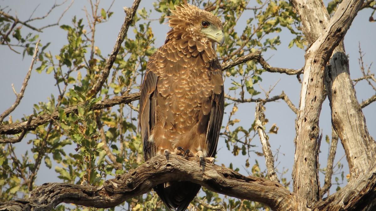 Águila Volatinera - ML76635481