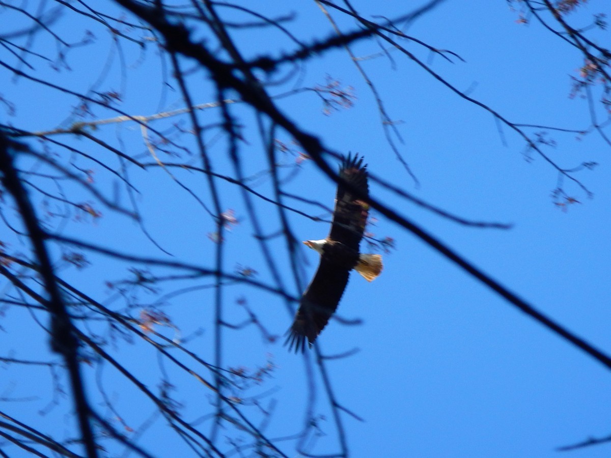 Bald Eagle - ML76635551
