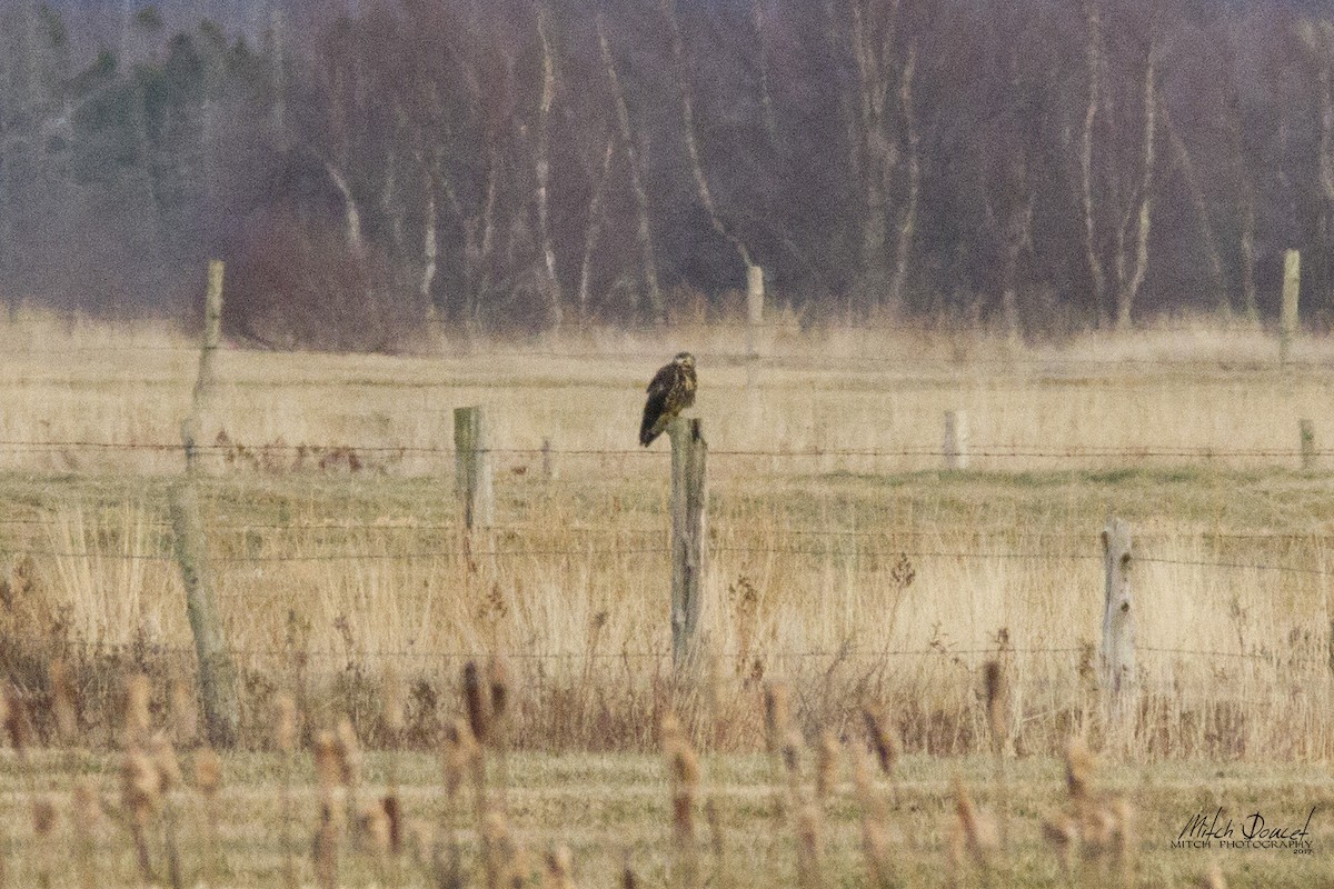 Swainson's Hawk - ML76636341