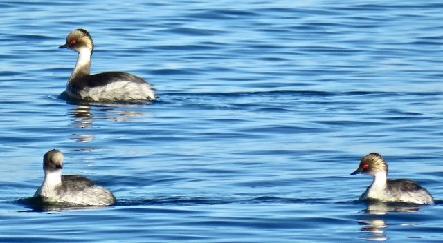 Silvery Grebe - Hans Reske