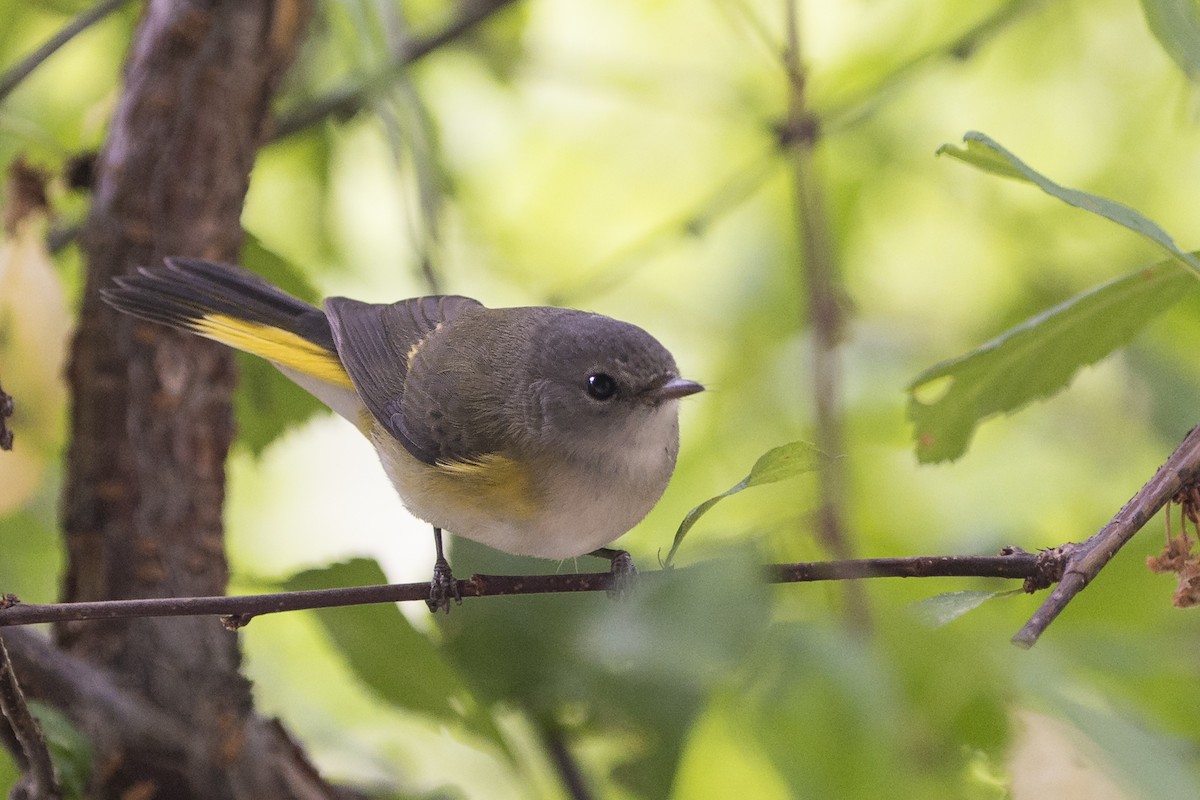 American Redstart - ML76642191