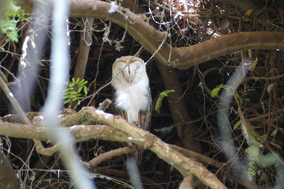 Barn Owl (African) - ML76643301