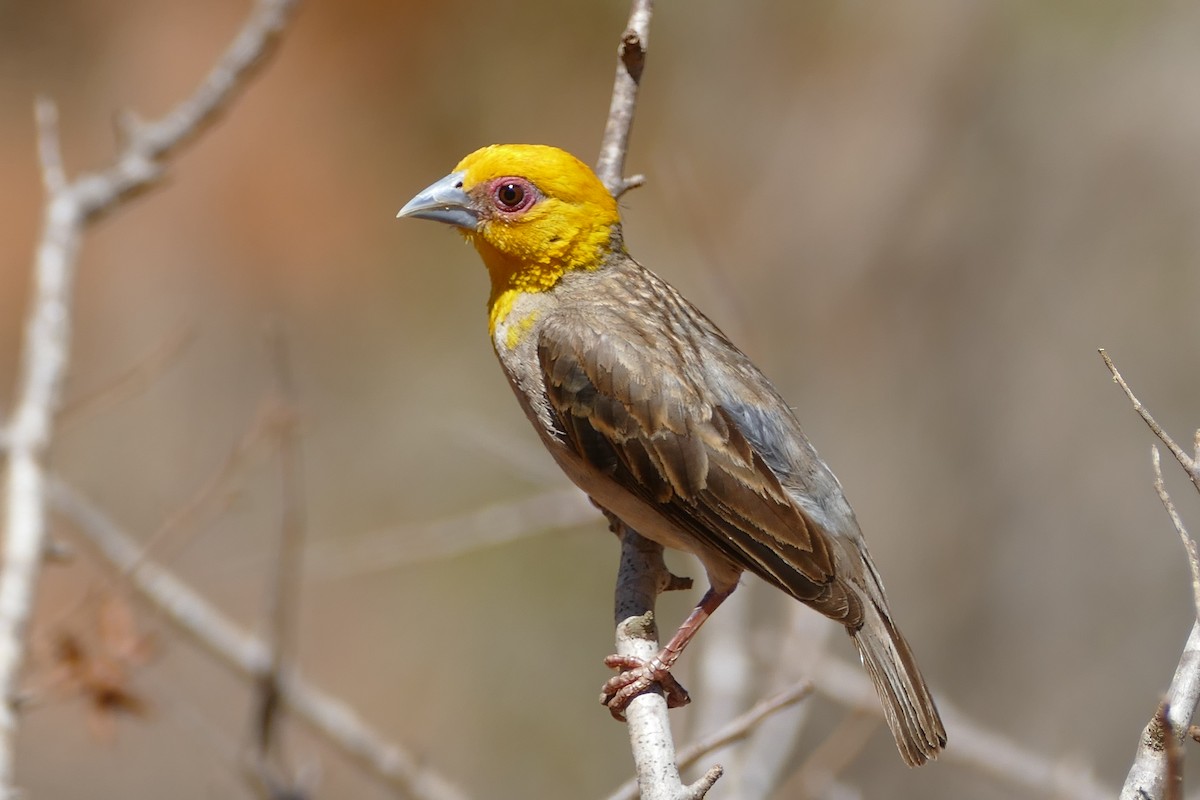 Sakalava Weaver - Peter Kaestner