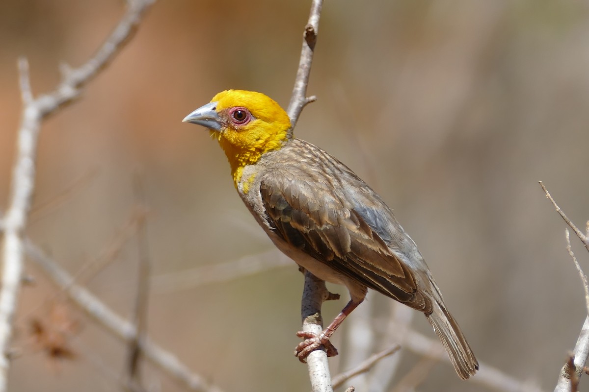 Sakalava Weaver - Peter Kaestner